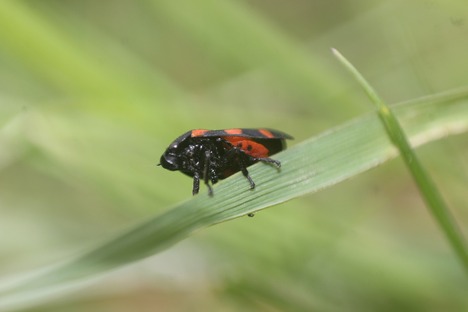 Cercopis sanguinolenta