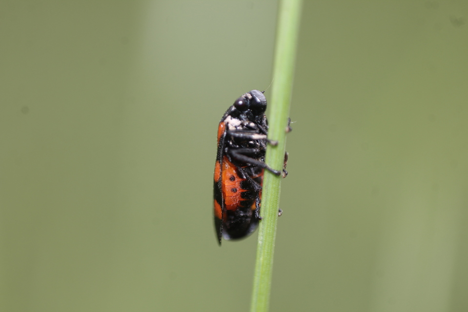 Cercopis sanguinolenta