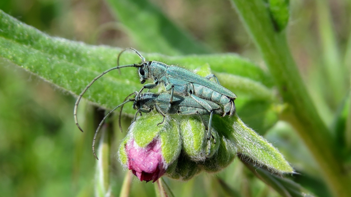 Phytoecia coerulescens - kígyósziszcincér