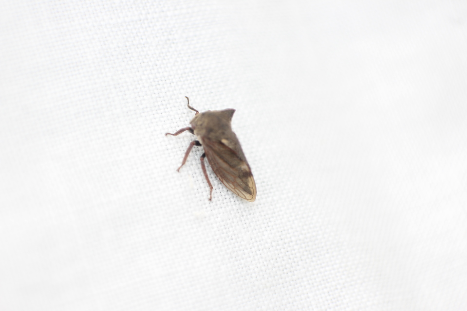 Centrotus cornutus - szarvaskabóca