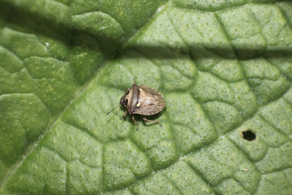 Eysarcoris aeneus - fémes feketefejű-poloska Eysarcoris aeneus - fémes feketefejű-poloska