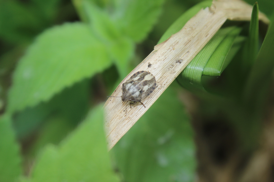 Eurygaster Eurygaster
