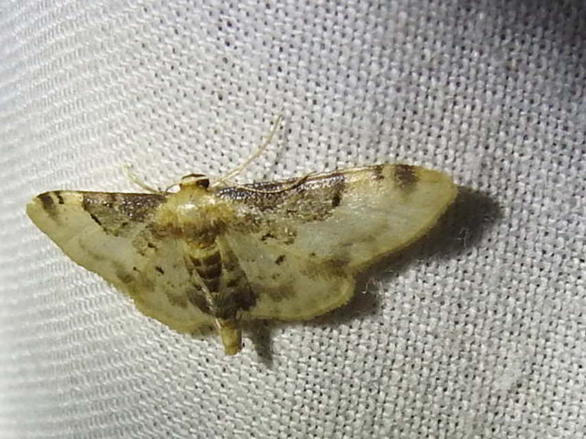 Idaea filicata - sötéttövű apróaraszoló