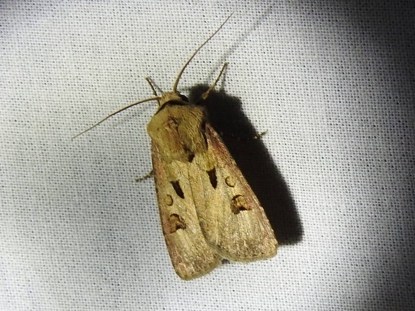 Agrotis exclamationis - felkiáltójeles földibagoly