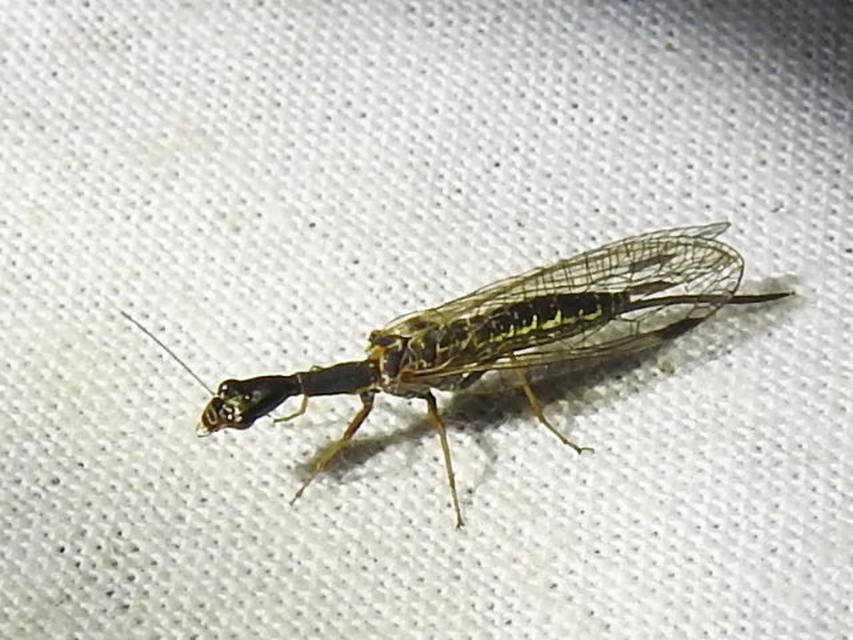 Raphidioptera - Tevenyakú-fátyolkák