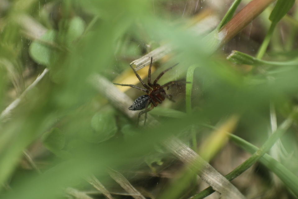 Agelena labyrinthica - illó tölcsérpók