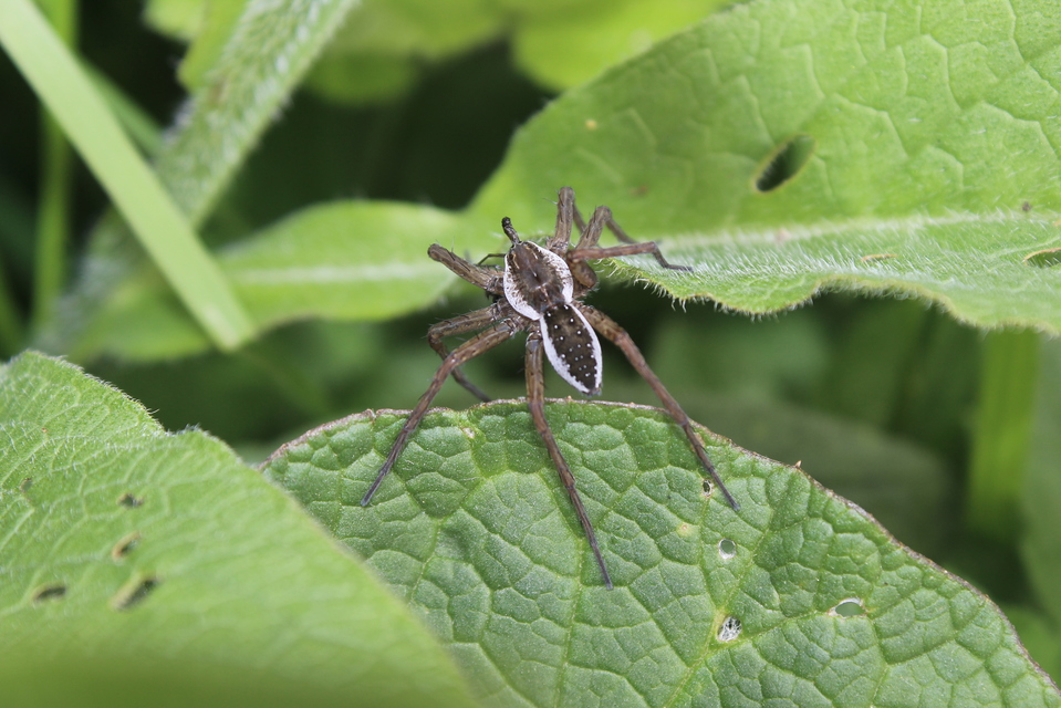 Dolomedes fimbriatus - szegélyes vidrapók