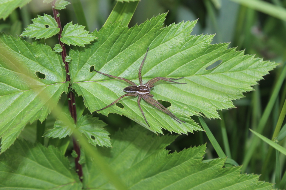 Dolomedes fimbriatus - szegélyes vidrapók