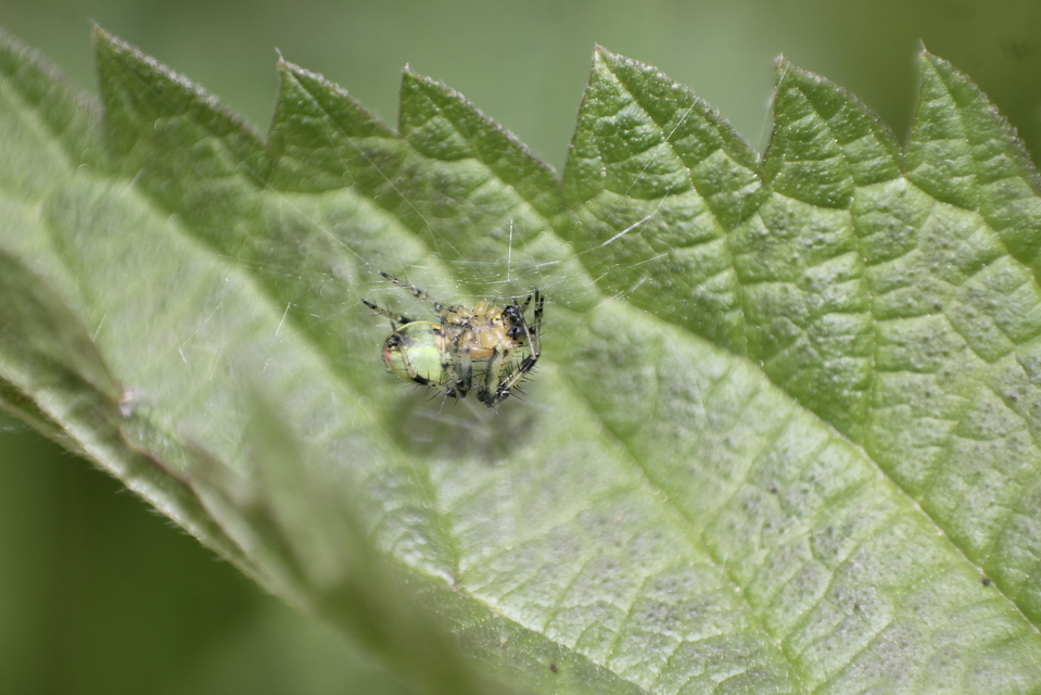 Araniella