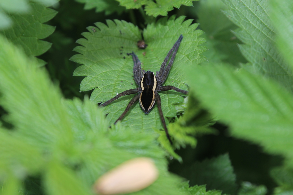 Dolomedes fimbriatus - szegélyes vidrapók