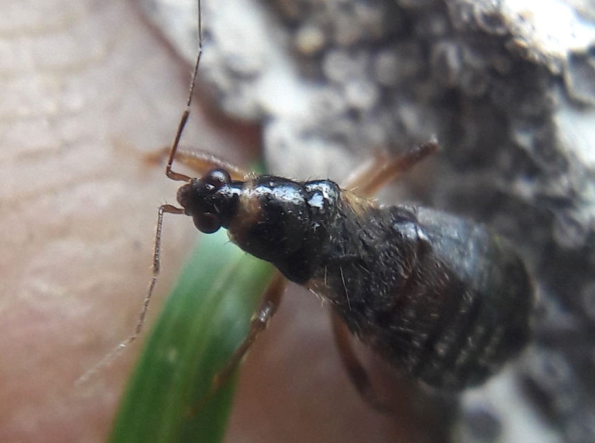Alloeorhynchus flavipes - sárgalábú tolvajpoloska