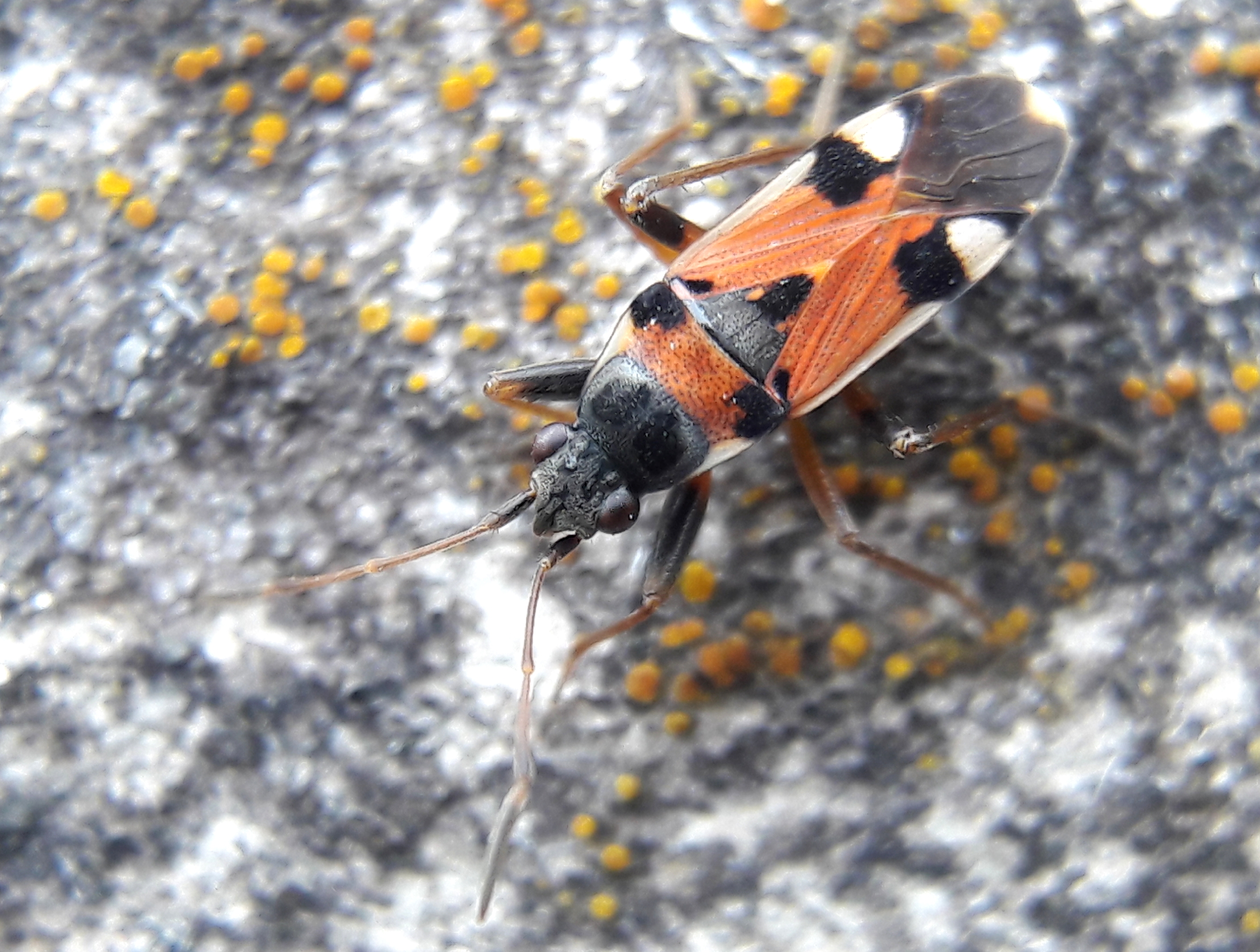 Beosus quadripunctatus - pettyes homokibodobács