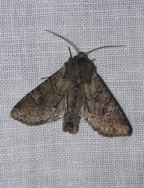 Apamea sordens - kalászrágó dudvabagoly