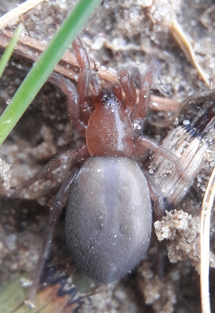 Haplodrassus moderatus