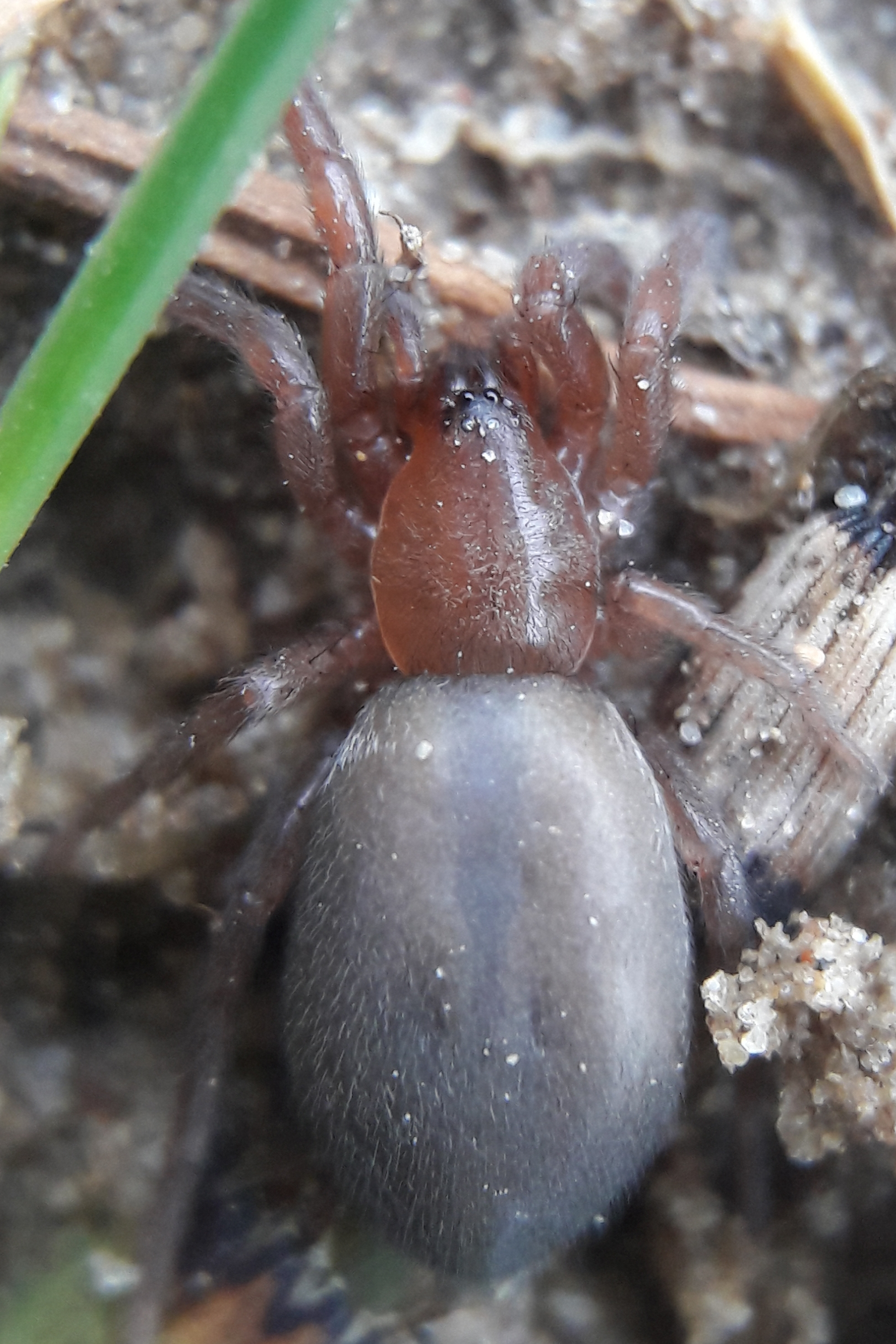 Haplodrassus moderatus