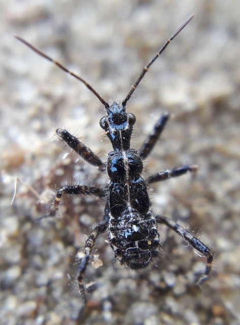 Rhynocoris