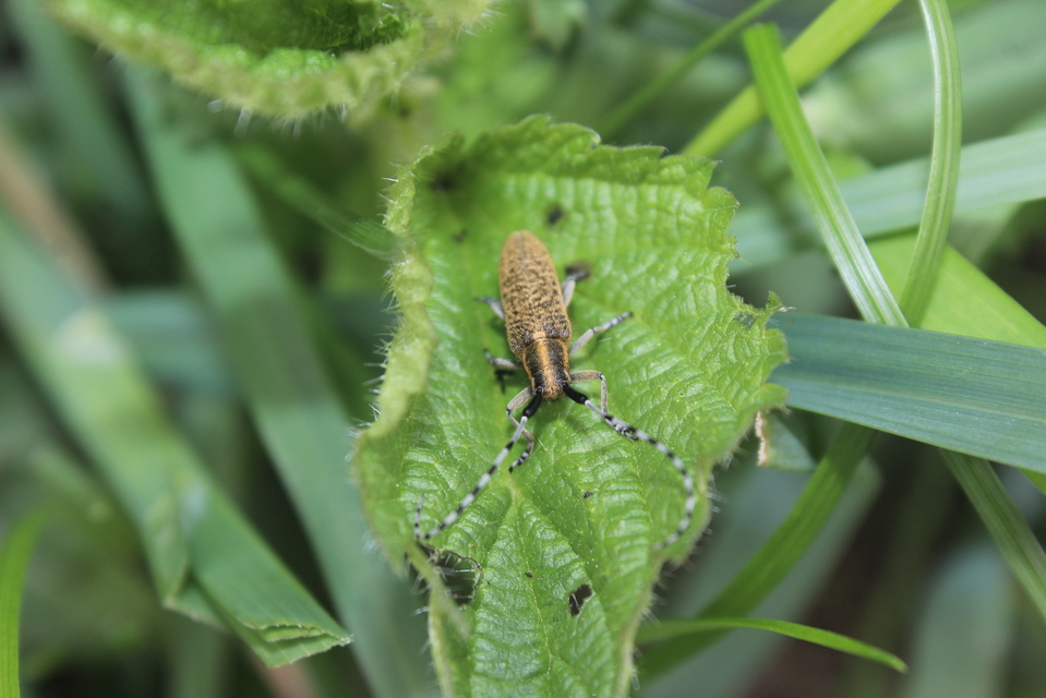 Agapanthia villosoviridescens - fehérgyűrűs bogáncscincér