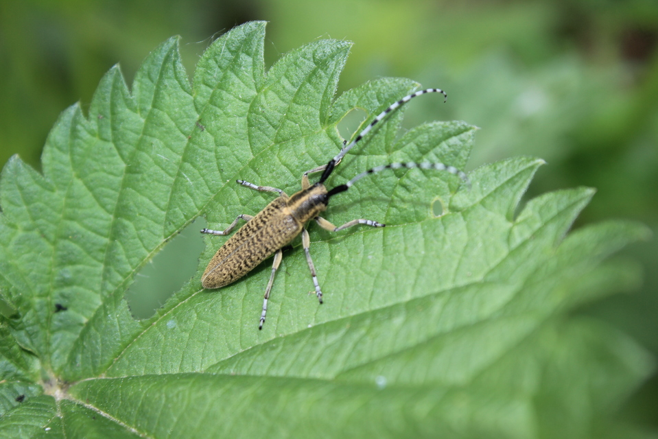 Agapanthia villosoviridescens - fehérgyűrűs bogáncscincér
