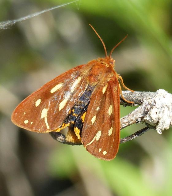 Hyphoraia aulica - barna medvelepke