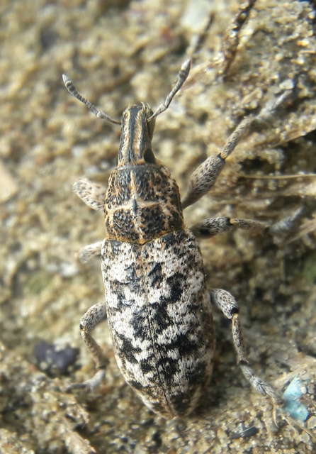 Cyphocleonus dealbatus - márványos barkó