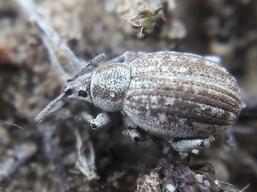 Peritelus familiaris - nagy kendermagbogár