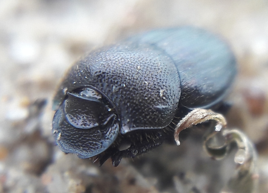 Onthophagus furcatus - villás trágyatúró