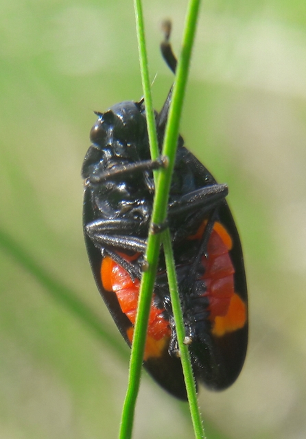 Cercopis arcuata