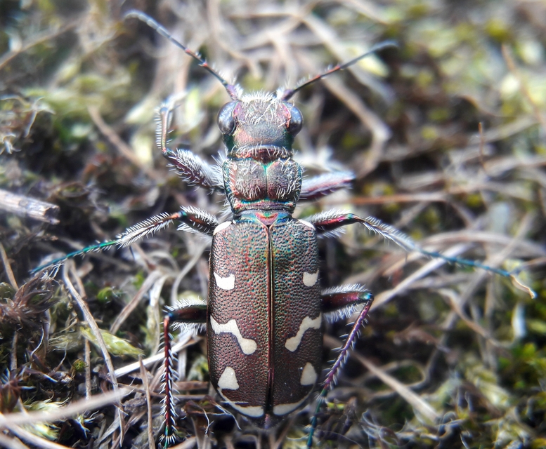 Cicindela soluta pannonica - pannon homokfutrinka