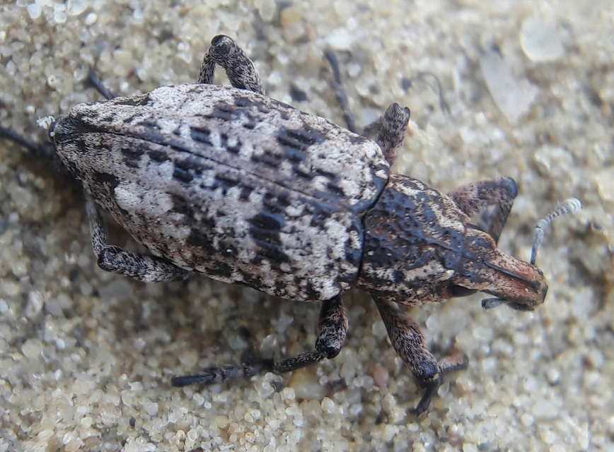 Coniocleonus turbatus - homoki barkó