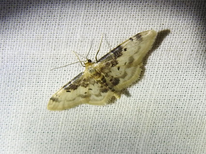 Idaea filicata - sötéttövű apróaraszoló