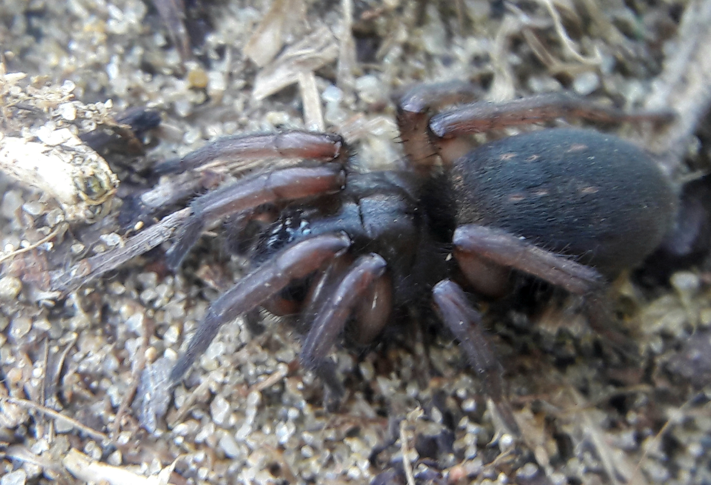 Gnaphosa microps