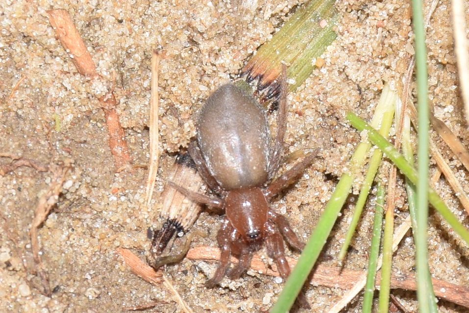 Haplodrassus moderatus