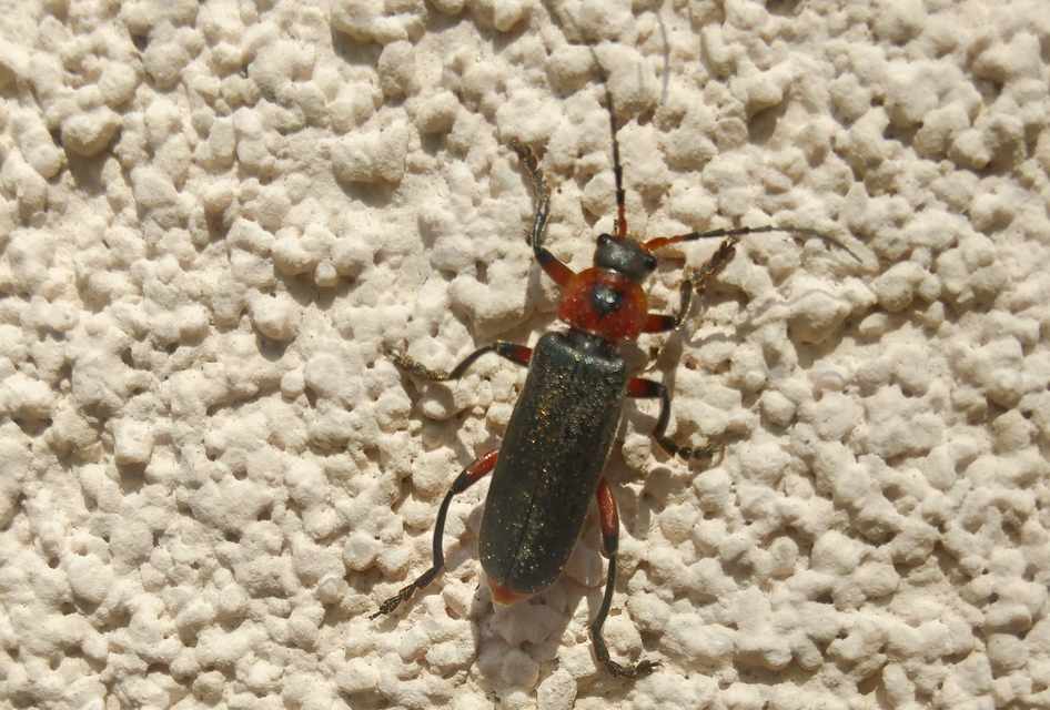 Cantharis rustica - suszterbogár
