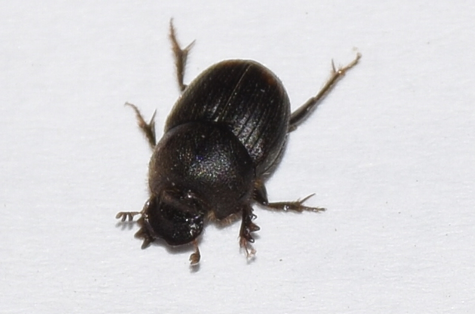 Onthophagus furcatus - villás trágyatúró