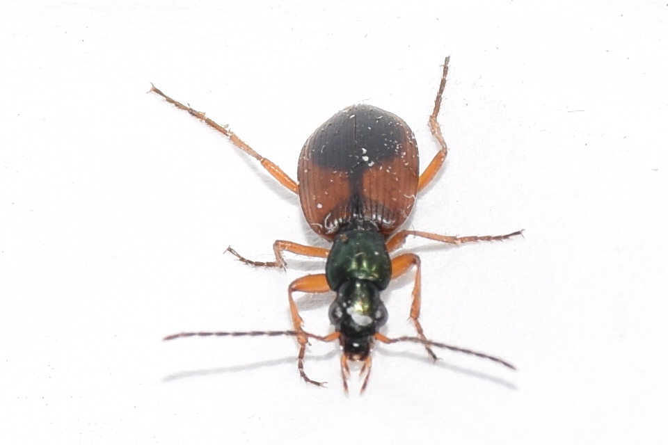 Anchomenus dorsalis - hátfoltos kisfutó