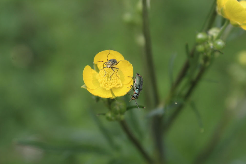 Malachius bipustulatus - kétfoltos bibircsesbogár