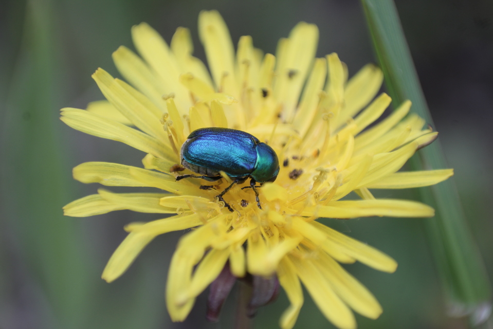 Cryptocephalus