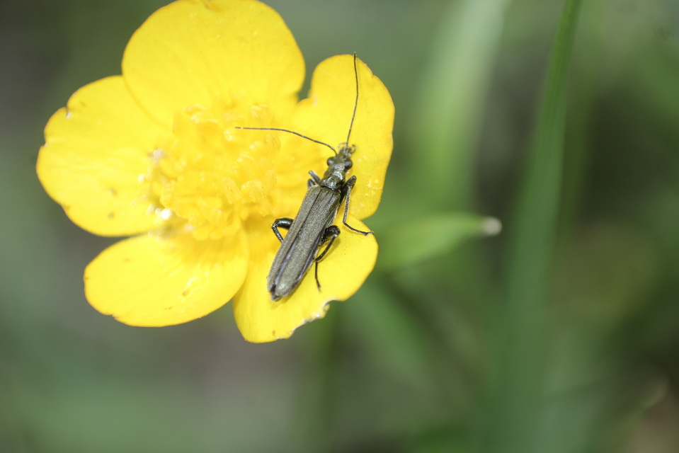 Oedemera