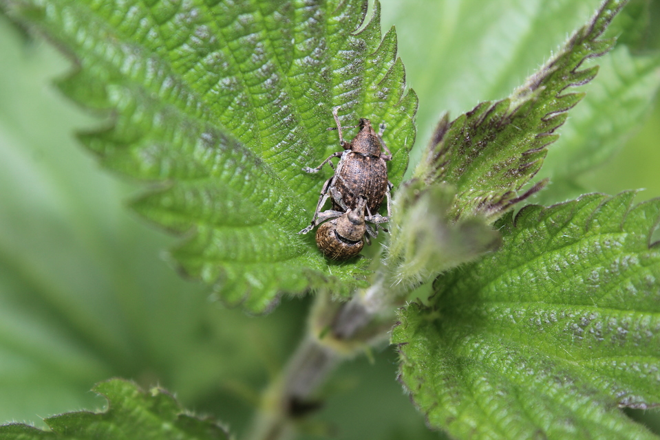 Liophloeus