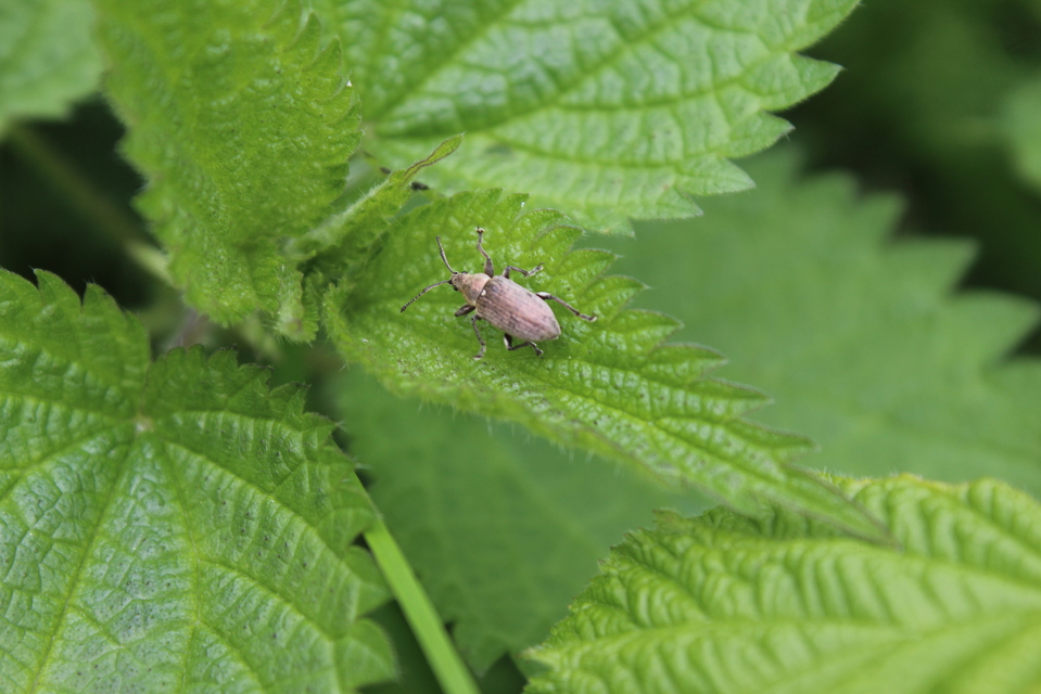 Phyllobius pyri - gyümölcsfa-levélormányos