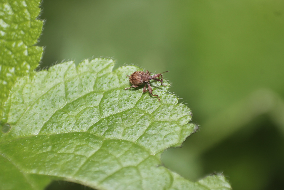 Anthonomus rectirostris - meggymaglikasztó Anthonomus rectirostris - meggymaglikasztó