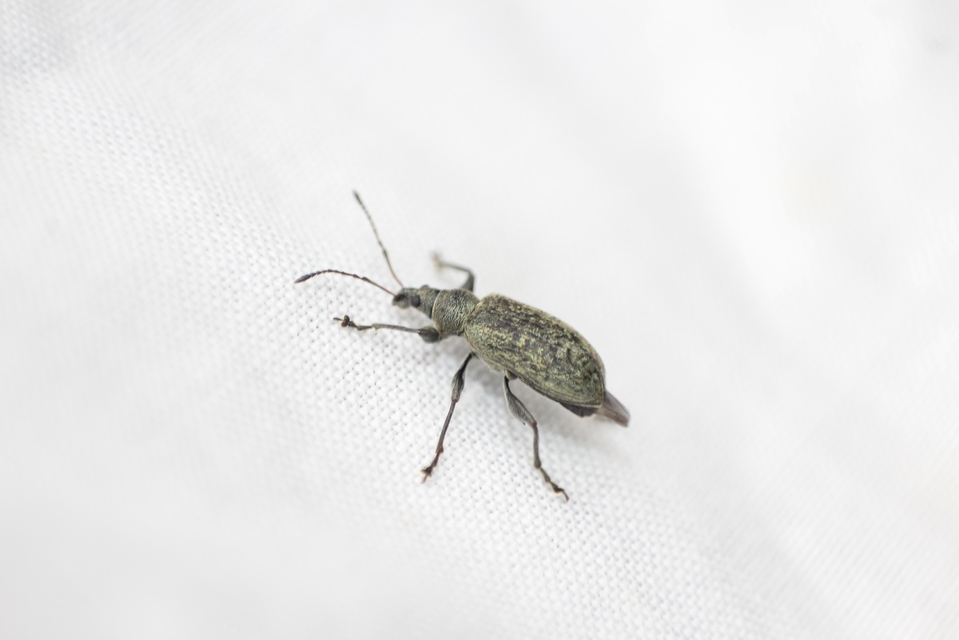 Phyllobius glaucus - éger-levélormányos Phyllobius glaucus - éger-levélormányos