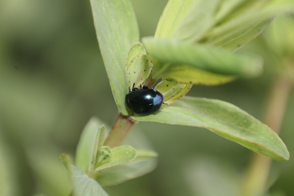 Chrysolina varians - kis orbáncfűlevelész