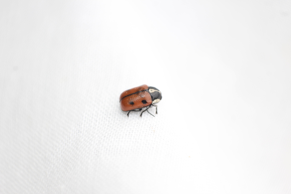 Cryptocephalus octopunctatus - 8-pettyes zömökbogár