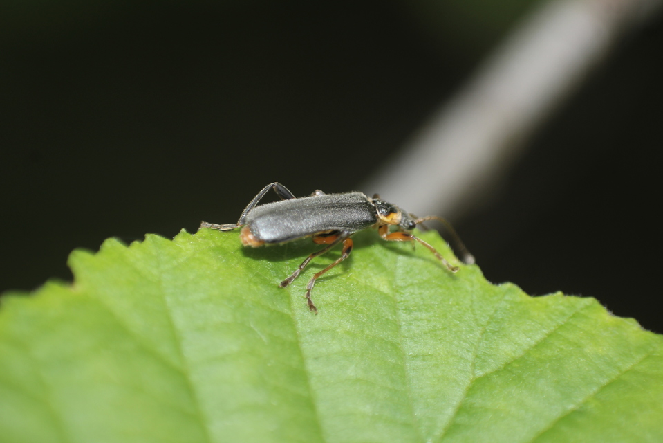 Cantharis nigricans - feketéllő lágybogár