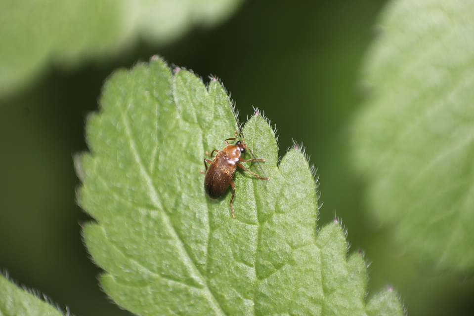 Scirtidae - rétbogárfélék