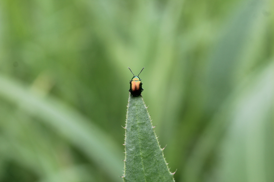Gastrophysa viridula - sóska-levélbogár Gastrophysa viridula - sóska-levélbogár