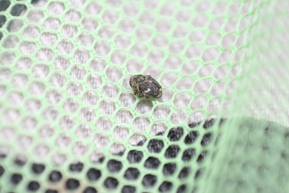 Nedyus quadrimaculatus - közönséges csalánormányos