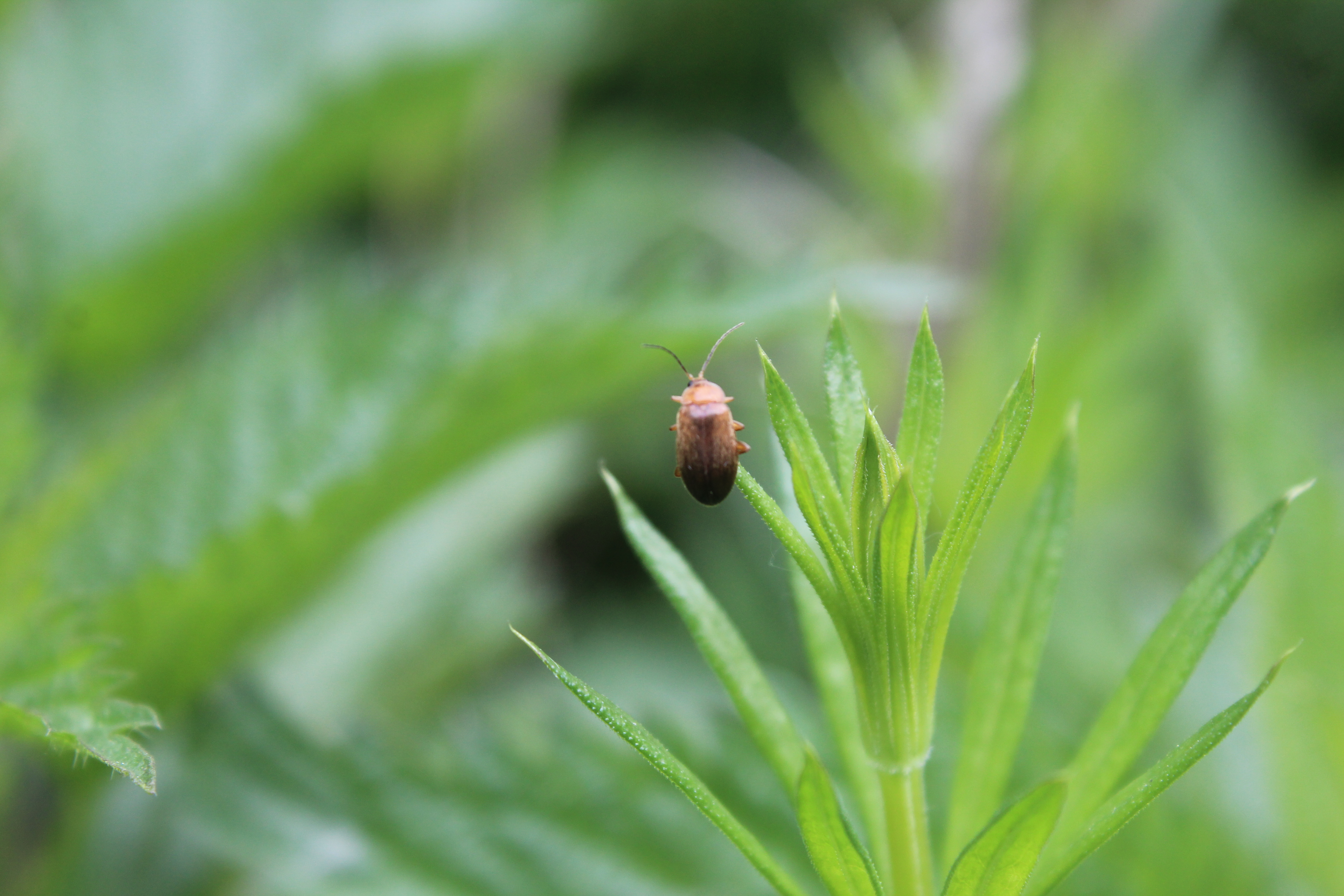 Scirtidae - rétbogárfélék