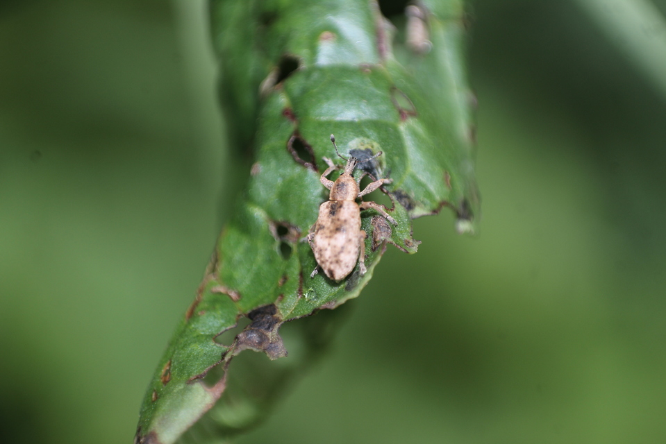 Hypera rumicis - sóska-pikkelyesormányos